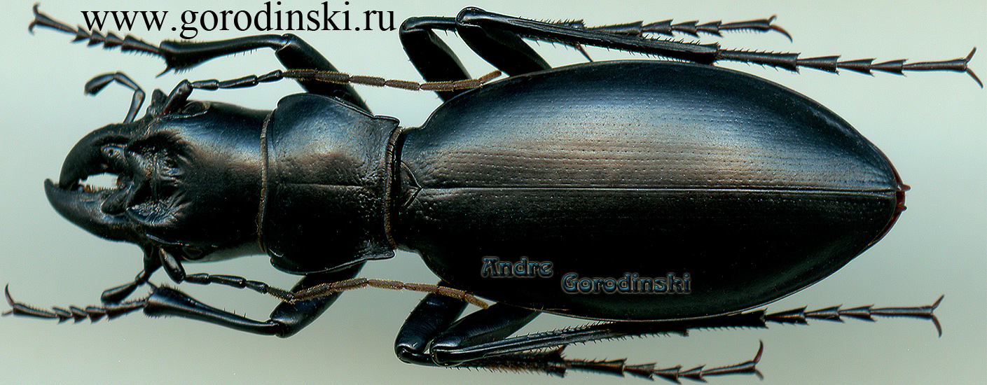 http://www.gorodinski.ru/carabus/Pantophyrtus turcomanorum turcomanorum.jpg